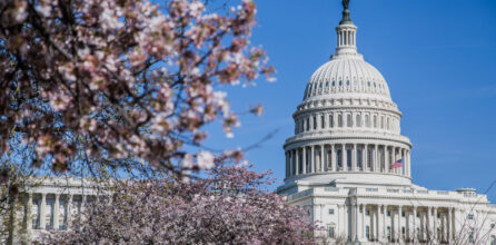Cherry Blossoms in full bloom with the United States Capitol Building in the distance.