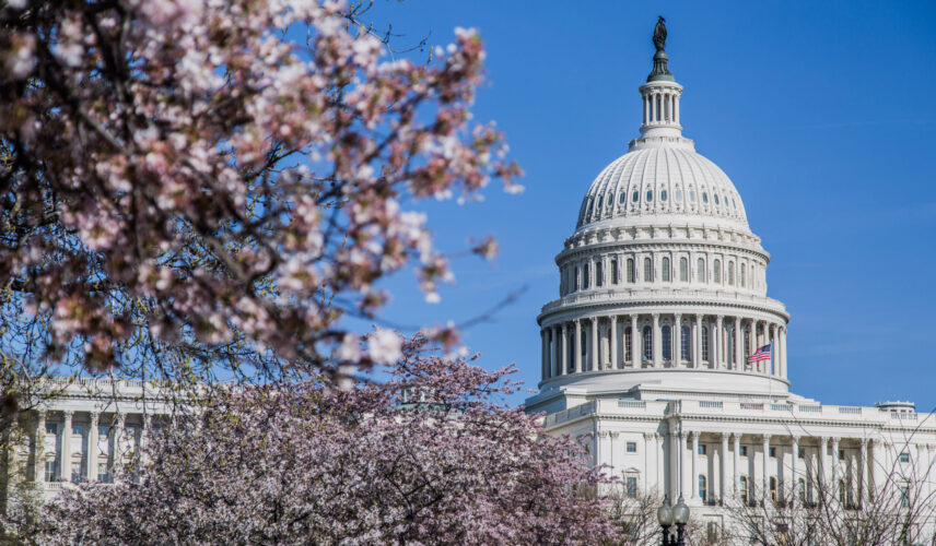Cherry Blossoms in full bloom with the United States Capitol Building in the distance.
